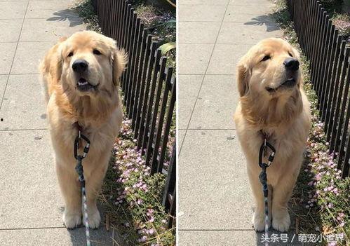 金毛爆料视频,娱乐圈幕后真相大曝光 第1张 金毛爆料视频,娱乐圈幕后真相大曝光 第1张